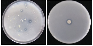 解磷菌无机磷固体培养基/pvk固体培养基 北京酷来搏科技有限公司